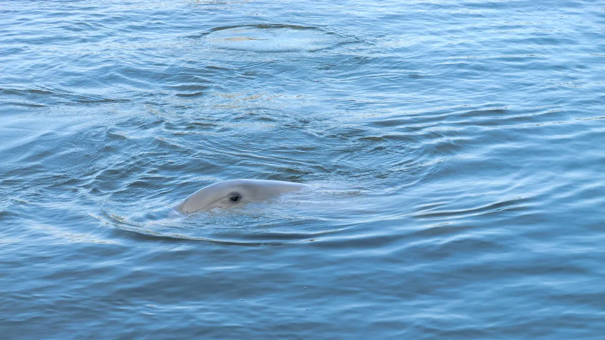 Bottlenose dolphin surfacing near Naples