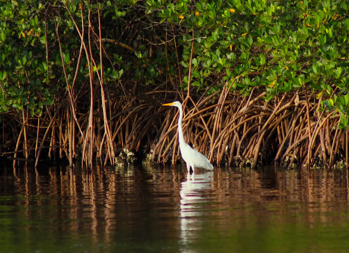 Great egret in the mangroves