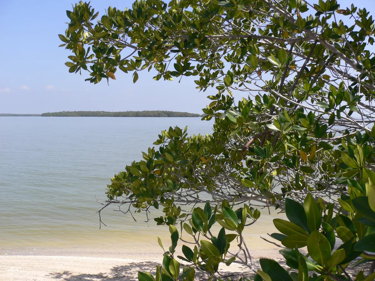 Mangrove island beach, Ten Thousand Islands