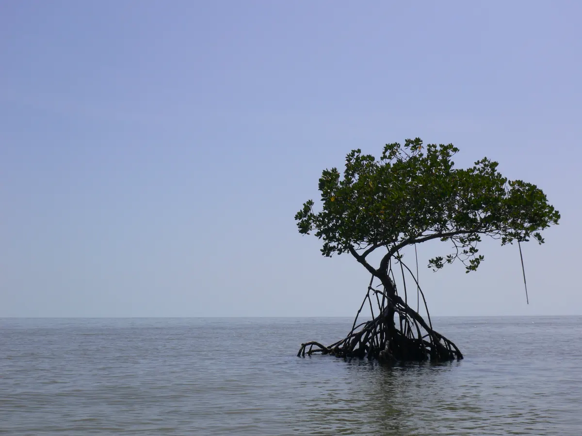 Red mangrove in calm water, Ten Thousand Islands
