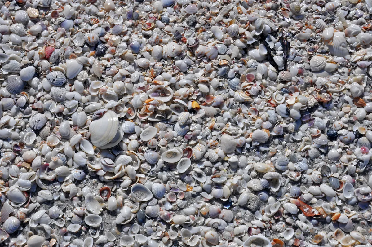 Seashells on a southwest Florida beach