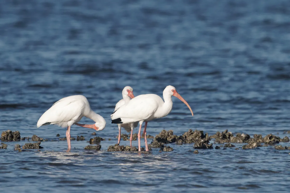 White ibis on an oyster bar